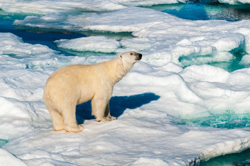 Polar bear walking on a large ice pack in the Arctic Circle, Barentsoya, Svalbard, Norway © Don Landwehrle
