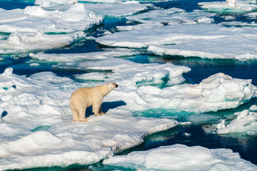 Polar bear walking on a large ice pack in the Arctic Circle, Barentsoya, Svalbard, Norway © Don Landwehrle