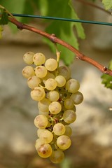 Grappe de raisin blanc