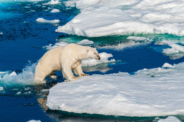 Polar bear walking between ice floats on a large ice pack in the Arctic Circle, Barentsoya, Svalbard, Norway