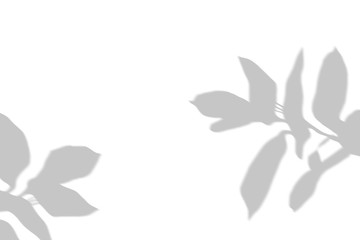 Black shadow silhouette and overlay on the white isolated background for photos. Use multiply blend mode. Natural shadow.