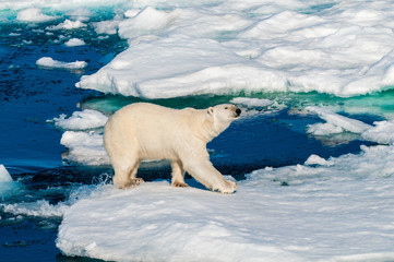 Polar bear walking between ice floats on a large ice pack in the Arctic Circle, Barentsoya, Svalbard, Norway © Don Landwehrle