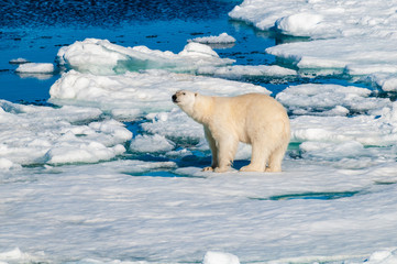 Polar bear walking on a large ice pack in the Arctic Circle, Barentsoya, Svalbard, Norway © Don Landwehrle