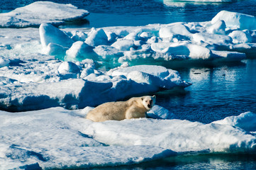 Polar bear laying down on a large ice pack in the Arctic Circle, Barentsoya, Svalbard, Norway © Don Landwehrle