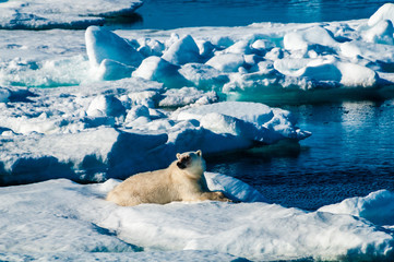Polar bear laying down on a large ice pack in the Arctic Circle, Barentsoya, Svalbard, Norway © Don Landwehrle