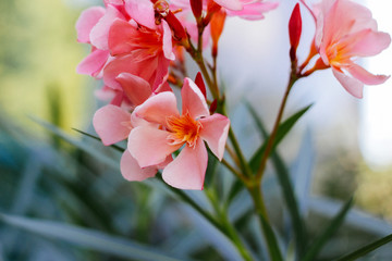 Pink Oleander Flower: closeup shot of pink flowers on oleander shrub.