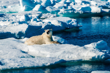Polar bear laying down on a large ice pack in the Arctic Circle, Barentsoya, Svalbard, Norway © Don Landwehrle