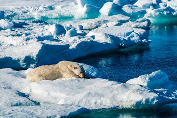 Polar bear laying down on a large ice pack in the Arctic Circle, Barentsoya, Svalbard, Norway © Don Landwehrle