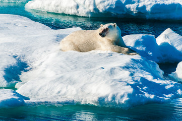 Polar bear laying down on a large ice pack in the Arctic Circle, Barentsoya, Svalbard, Norway © Don Landwehrle