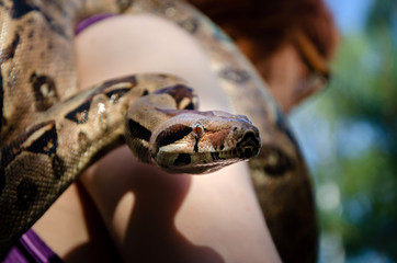 Fearless girl is holding a snake. Boa constrictor imperator normal is creeping. The snake is coiling. Exotic animals in a habitat. The snake from tropical North, Central and South America. 