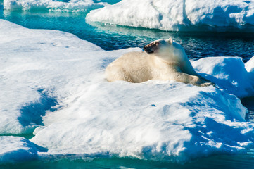 Polar bear laying down on a large ice pack in the Arctic Circle, Barentsoya, Svalbard, Norway © Don Landwehrle