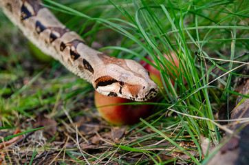 Boa constrictor imperator normal is creeping. The snake is coiling.  Exotic animals in a habitat. The snake from tropical North, Central and South America.