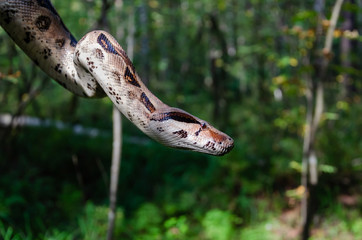Boa constrictor imperator normal is creeping. The snake is coiling.  Exotic animals in a habitat....