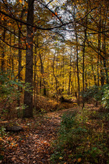 Autumn Trail