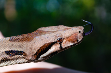 Boa constrictor imperator normal is creeping. The snake is coiling.  Exotic animals in a habitat....