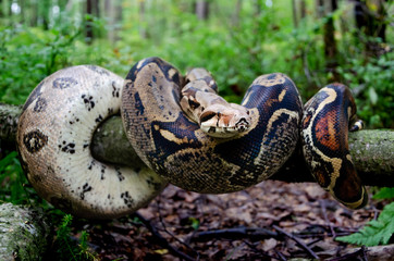 Boa constrictor imperator normal is creeping. The snake is coiling.  Exotic animals in a habitat. The snake from tropical North, Central and South America.