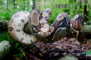 Fototapeta na wymiar Boa constrictor imperator normal is creeping. The snake is coiling. Exotic animals in a habitat. The snake from tropical North, Central and South America.