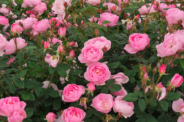 English roses garden in Sennan City, Osaka, Japan