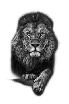 king - white background