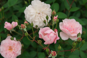 English roses garden in Sennan City, Osaka, Japan