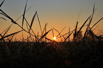 słońce wśród traw