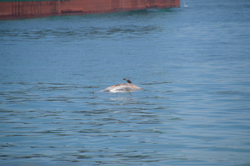 The body of a dead dolphin swims in the sea. dead dolphin in the Cimes bay.