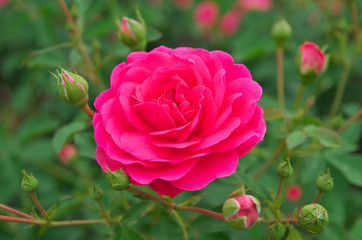 English roses garden in Sennan City, Osaka, Japan