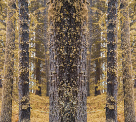 Autumn symmetrical pine tree in forest