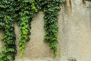 green bright red plants in the summer on a background of an old wall with stucco