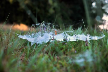 namiot z pajęczyny © Katarzyna