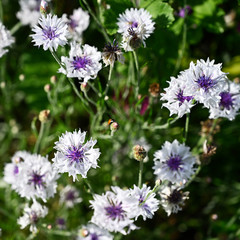 White flowers of cornflower outdoors in nature.