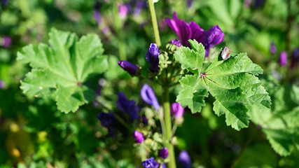 Green bug on green mallow leaf.