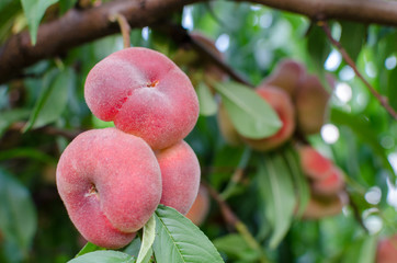 Close-up of a branch with saturn peaches and green leaves.