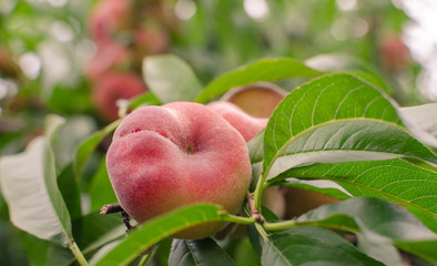 Close-up of a branch with saturn peaches and green leaves.
