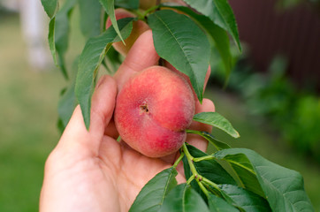 Close-up of a branch with saturn peaches and green leaves. © I_love_life