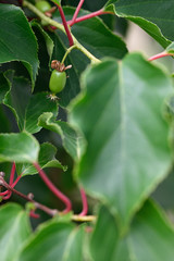 Green fruits of small kiwi and green leaves.