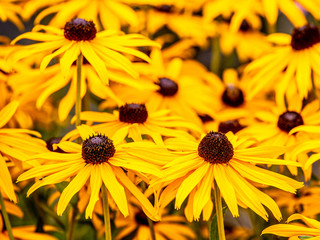 black eyed susan flowers