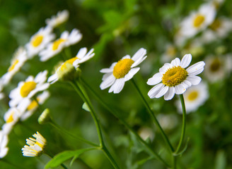 Set of bellis perennis in garden in daylight. © Rosa