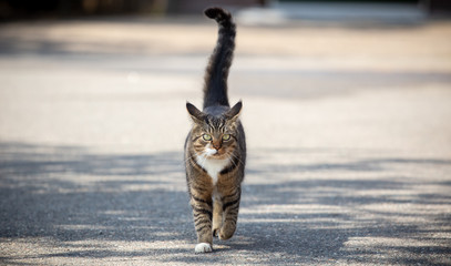 Domestic cat walking towards you
