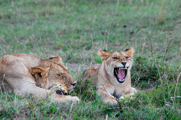 Obraz na płótnie Canvas Lion cub laying in grass with a yawn