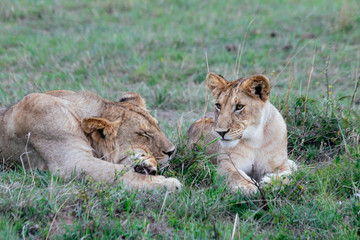 Fototapeta na wymiar Lion cubs resting in grass, male sleeping and female watching over