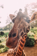A close up wide lens giraffe portrait with a flare