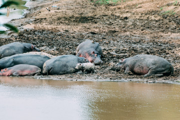 Hippos in mud sleeping while the baby is exploring