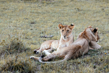 Lion cubs resting in grass