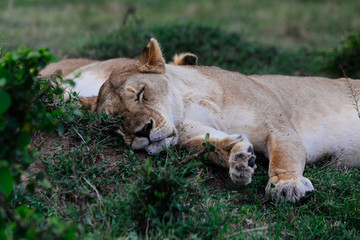 Lioness sleeping in the national park in Kenye in the evening