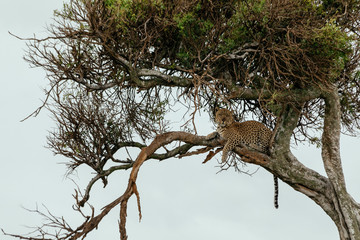 Leopard in the tree in Maasai Mara national park