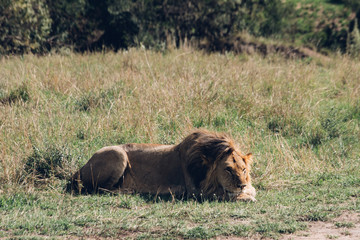 Fototapeta na wymiar Male lion king resting in savanah in Maasai Mara national park