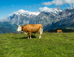 Fototapeta na wymiar Cow in Jungfrau region of Swiss Alps