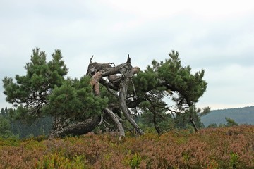 Knorrige Kiefer im Hochheide-Naturschutzgebiet Neuer Hagen im Sauerland