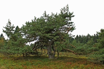 Knorrige Kiefer im Hochheide-Naturschutzgebiet Neuer Hagen im Sauerland
